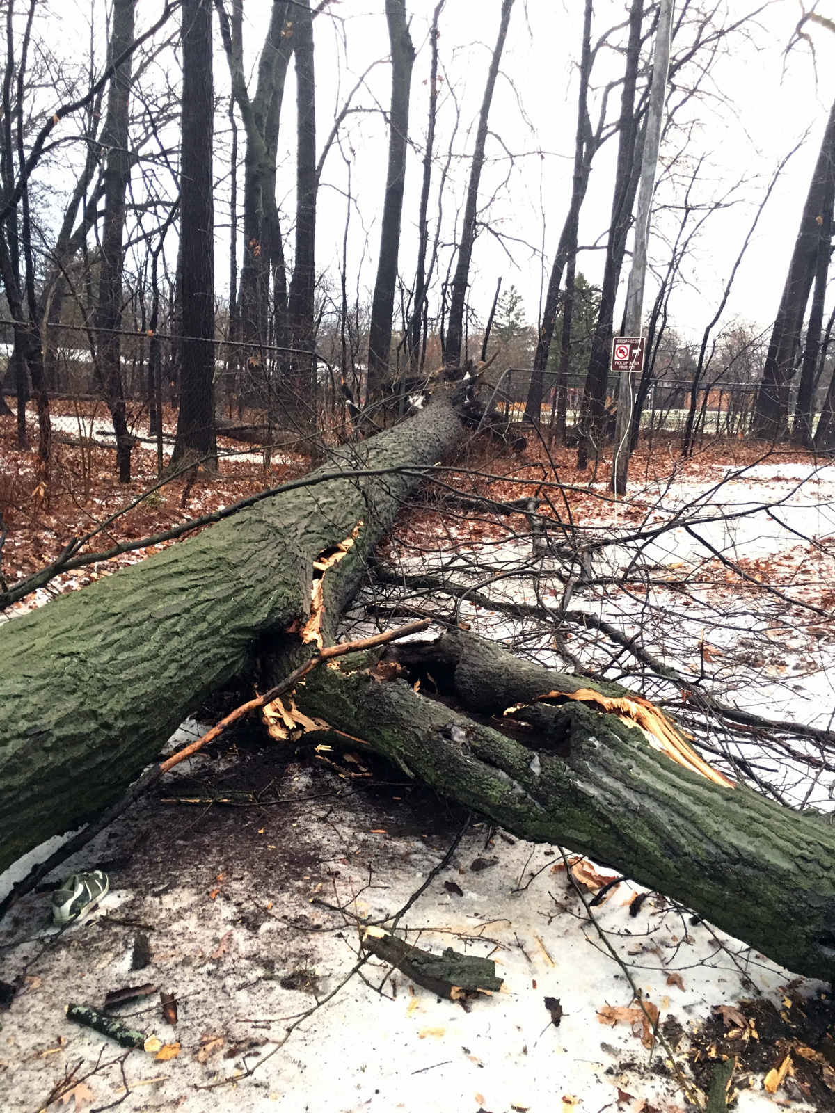 52 Tree Trunk Clue Crossword Clue