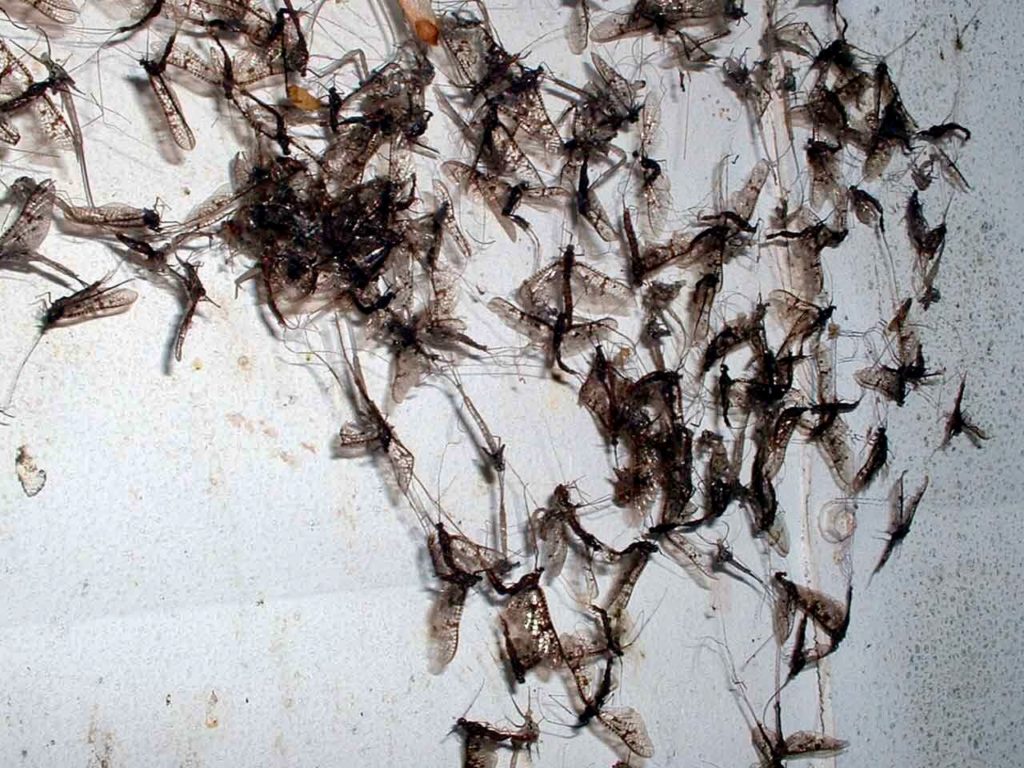 » Blog Archive » You’ve heard of fish flies?