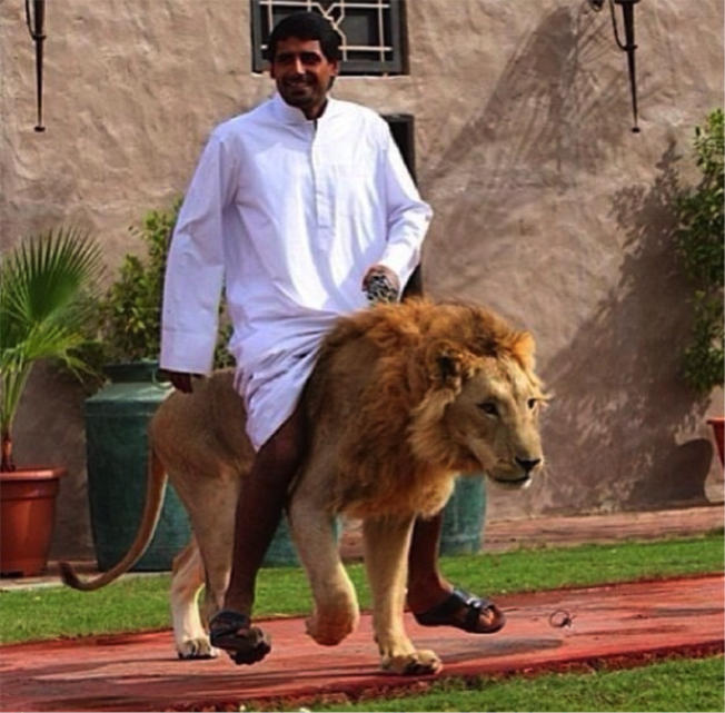 Lions, tigres, léopards, tous des animaux domestiques à Dubaï ABBYBUZZ