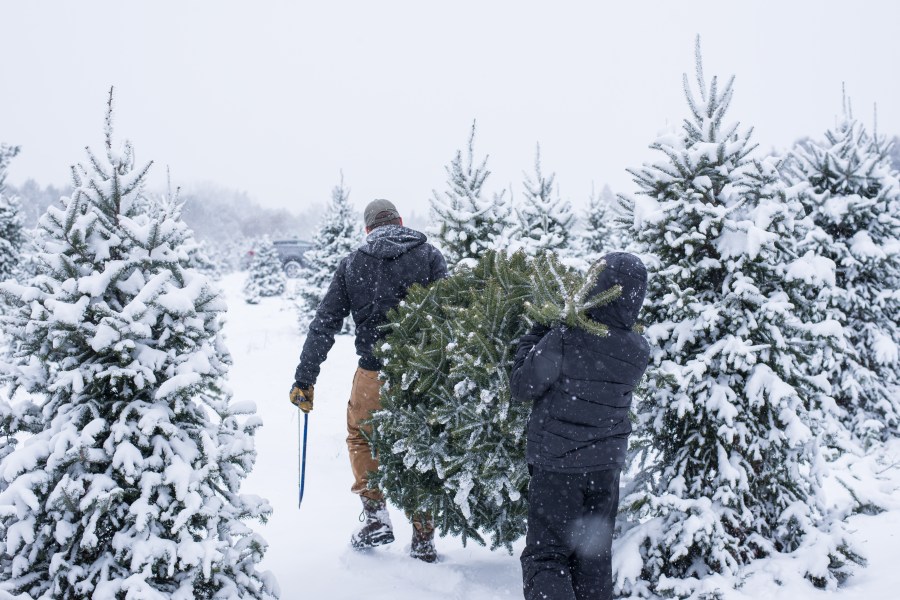 Tis' the season to get your Christmas tree permits for 2023