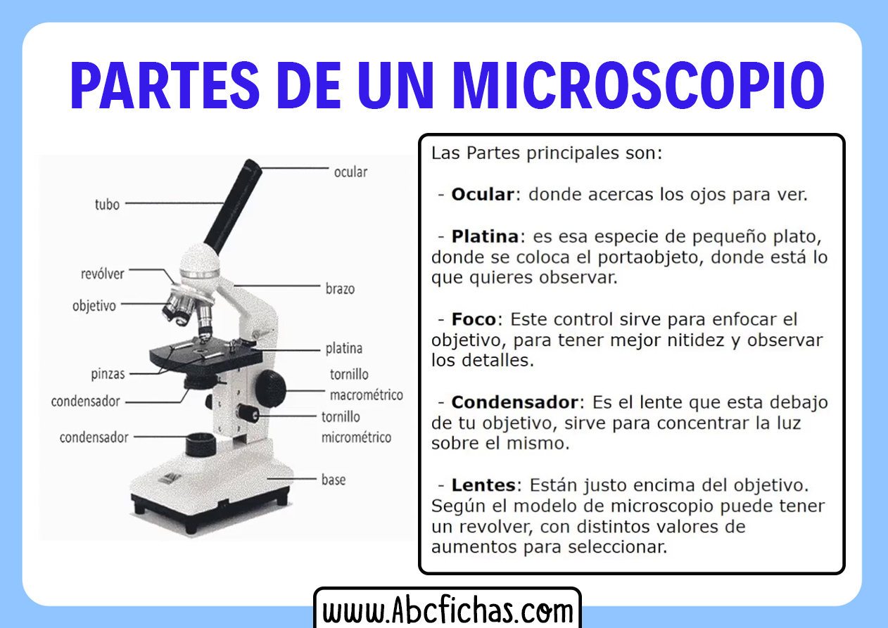 Estructura y Partes de un Microscopio
