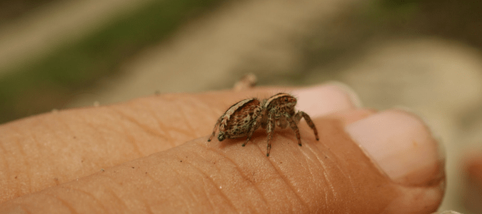 Spiders Laying Eggs Under Human Skin Wolf Spider