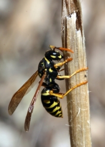 Do Wasps Fly South for the Winter? - ABC Home & Commercial Services Blog