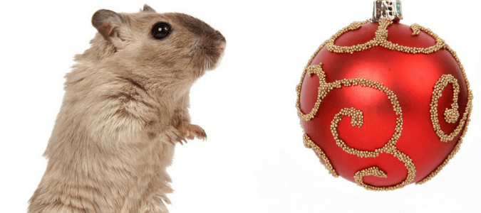 Keeping Your Home RodentFree This Holiday Season ABC Blog