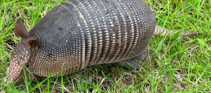 They have a keen sense of smell but poor eyesight, which is common among animals that dig in the dirt. How To Get Rid Of Armadillos Abc Blog