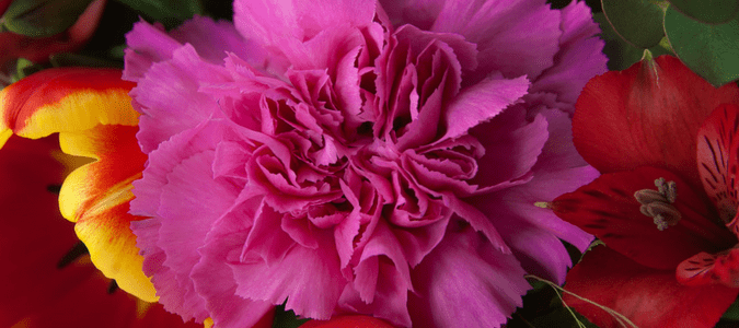 Are Roses Poisonous to Cats? Your Questions Answered ABC Blog