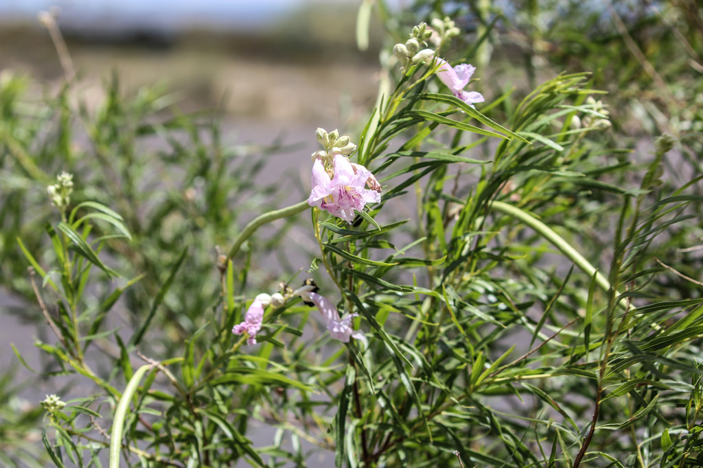 Caring For Your Desert Willow Tree • ABC Scapes Inc