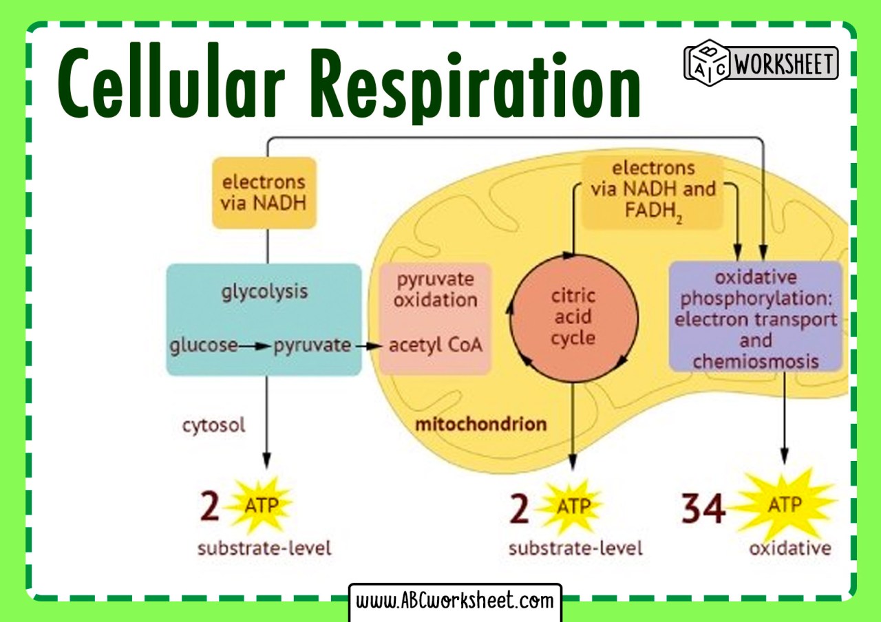 Cellular Respiration Diagram Worksheet