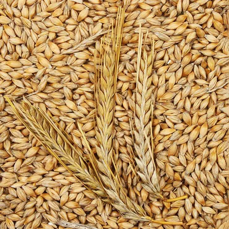 Beer Styles Pairings Anheuser Busch Draught