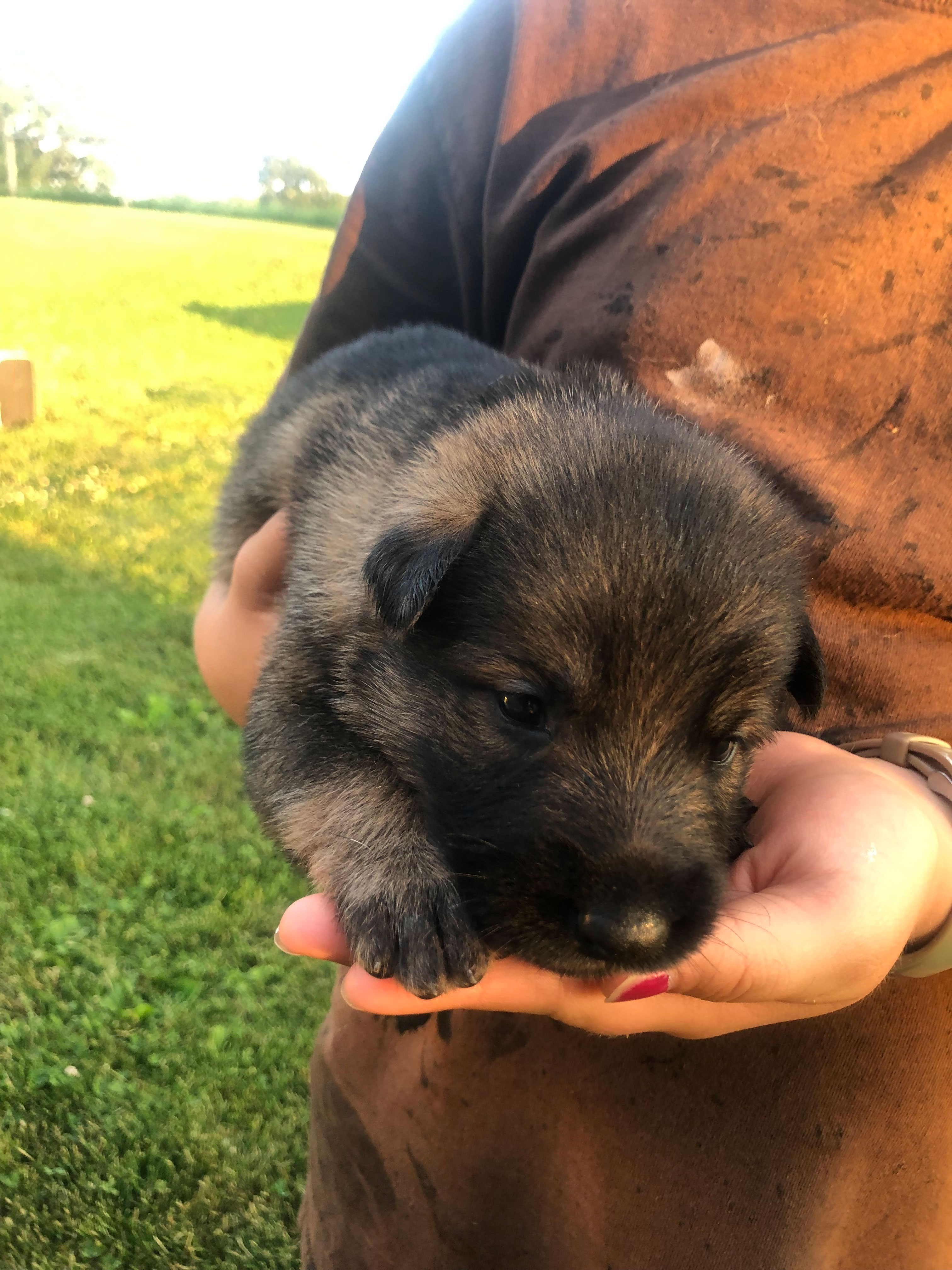 Belgian Malinois Shepherd Puppies Abiding Acres Farm Red Devon