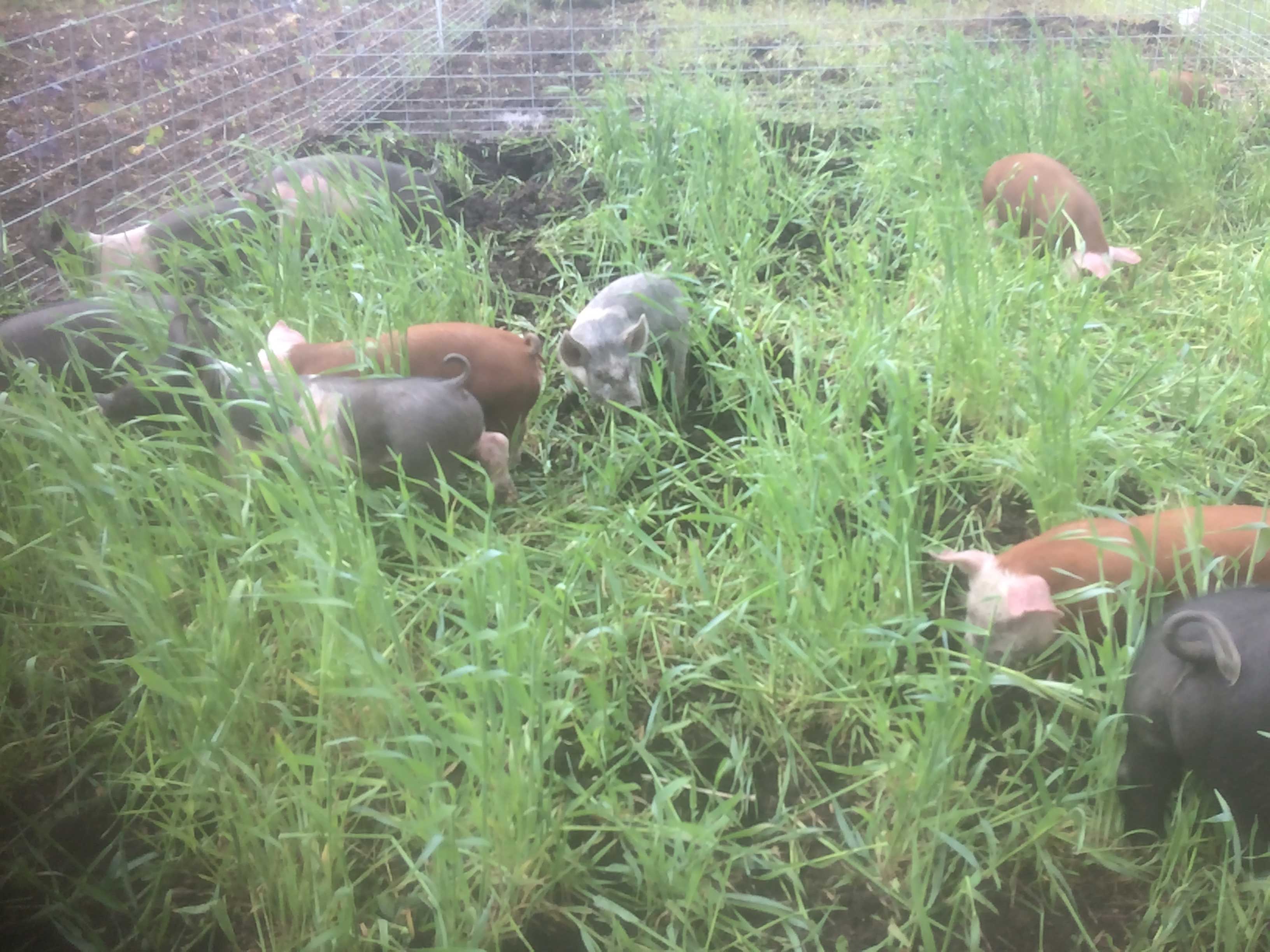 Pastured Pigs in the Garden Abiding Acres Farm Red Devon Cattle