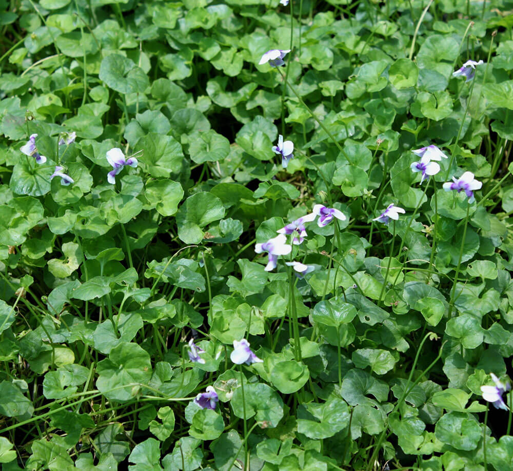 Viola hederacea buy native violet plants online 6 for 39
