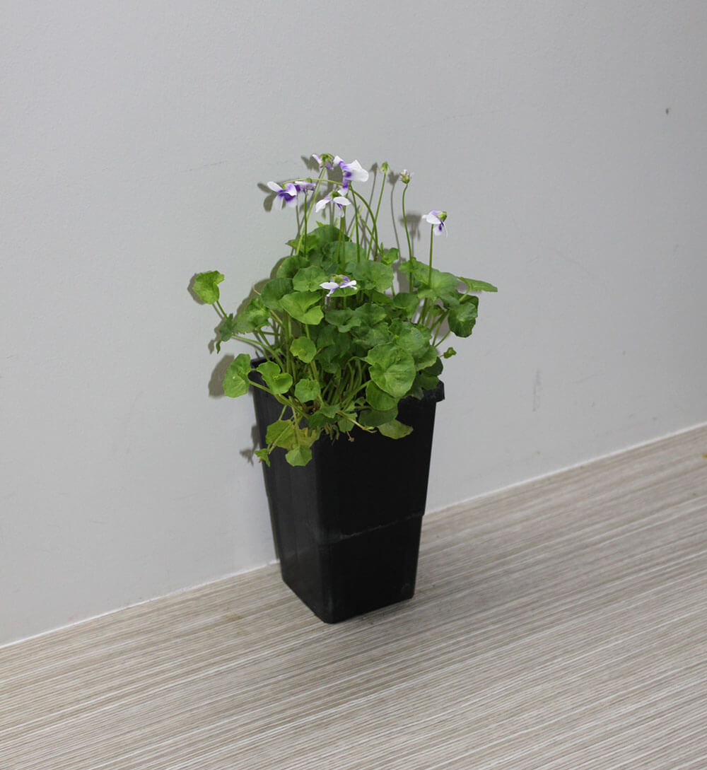 Viola hederacea buy native violet plants online 6 for 39