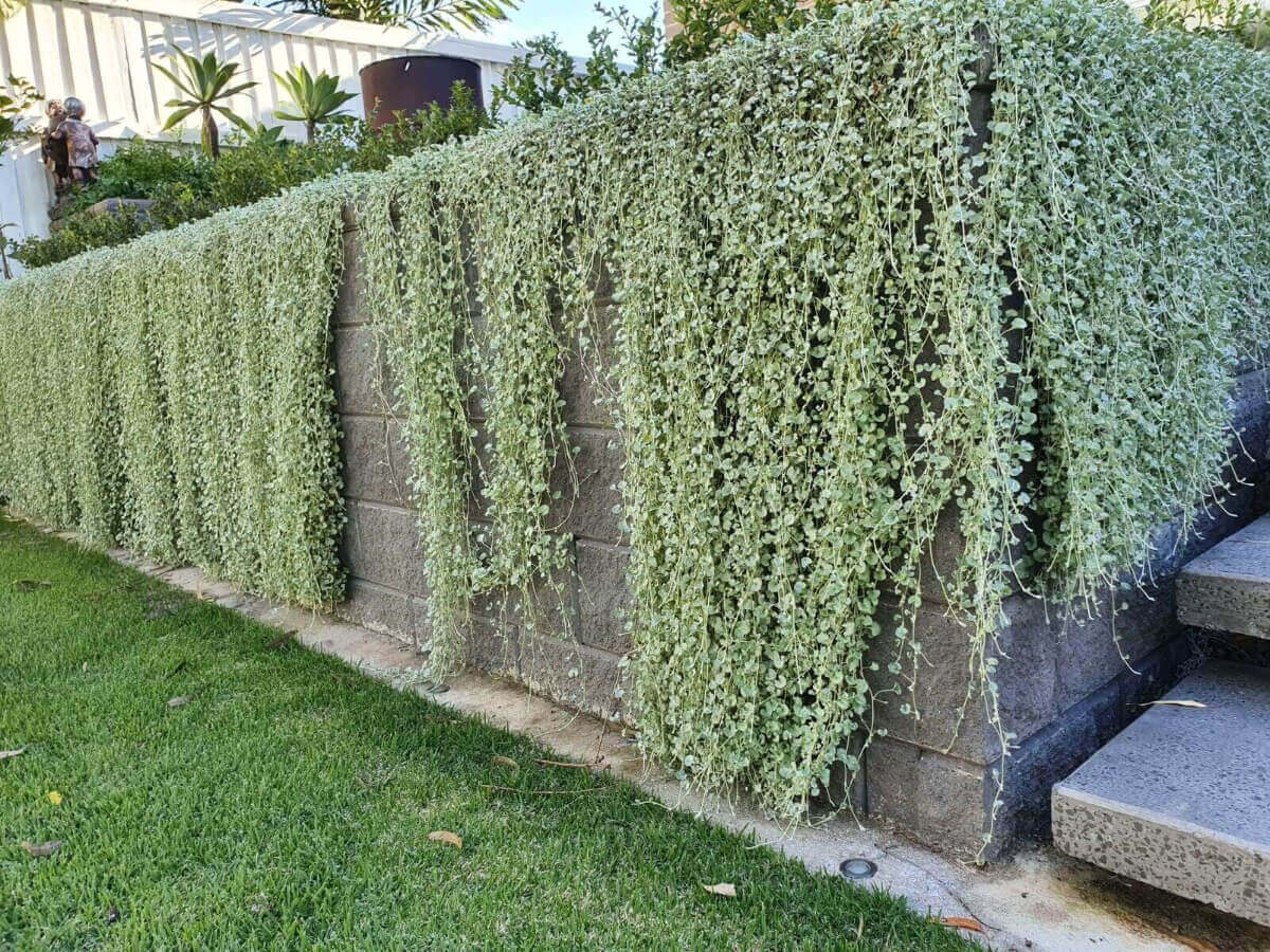 Dichondra silver falls buy online Able Nursery Gold Coast Brisbane