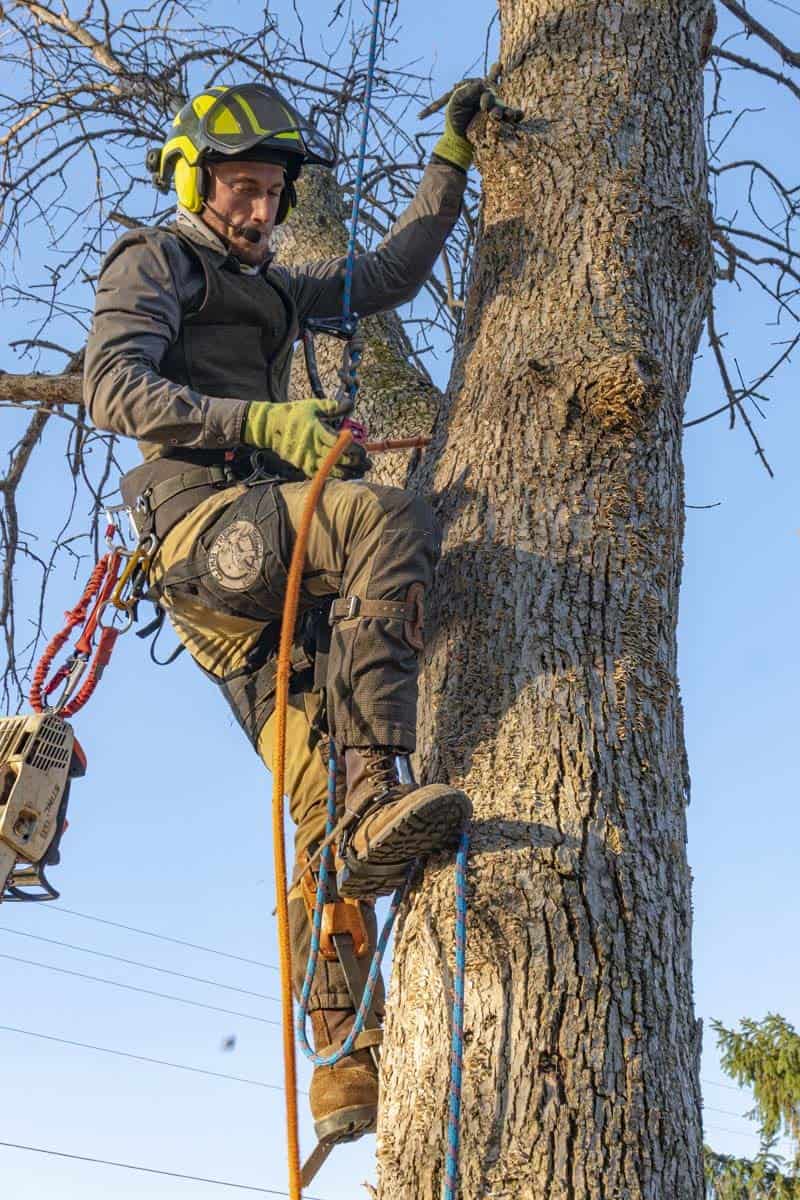 Commercial & Residential Tree Removal Service, Tree Removers
