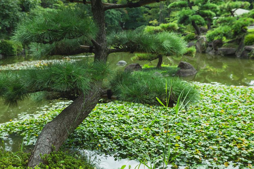 Types of Japanese Pine Trees Ablison