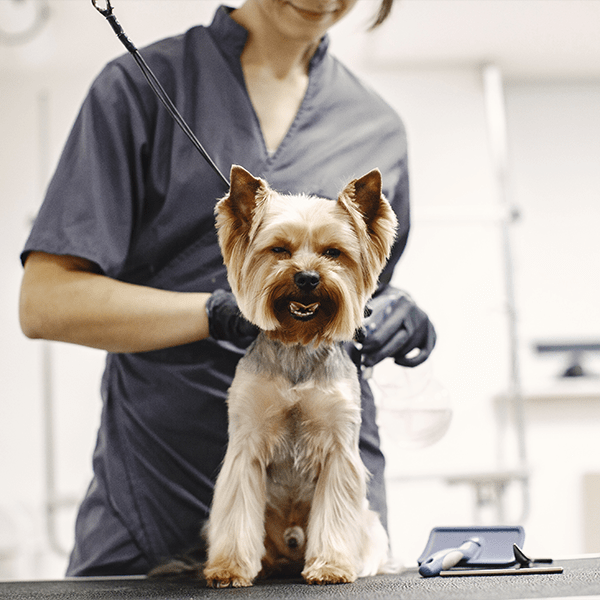 Mobile Pet Grooming USA Makes Grooming HassleFree By Visiting Pet