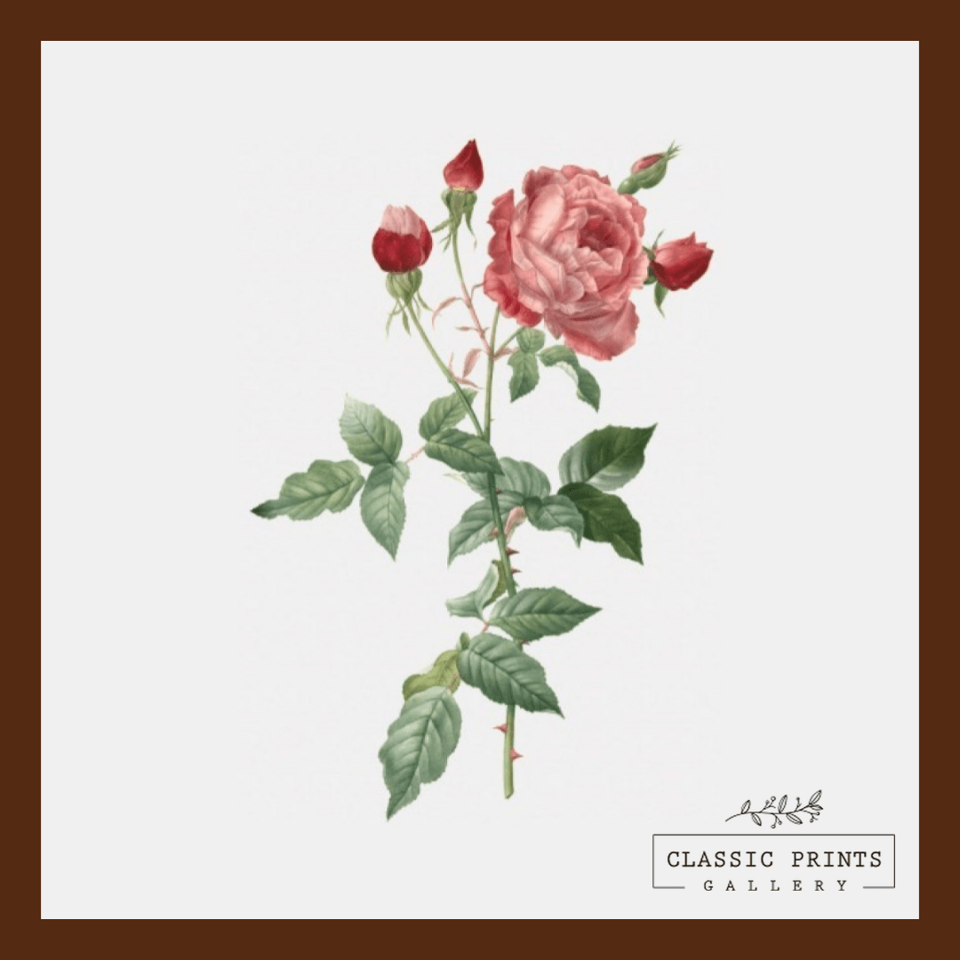 Classic Prints Gallery Offers Framed Vintage Rose Art Prints Digital