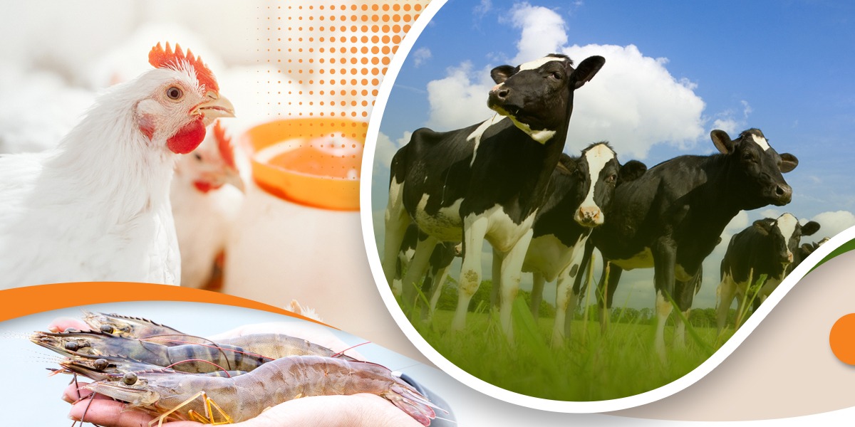 Indian Animal Feed Market Outlook 2022, Leading Brands, Supply Chain Analysis, Growth Rate(9.6