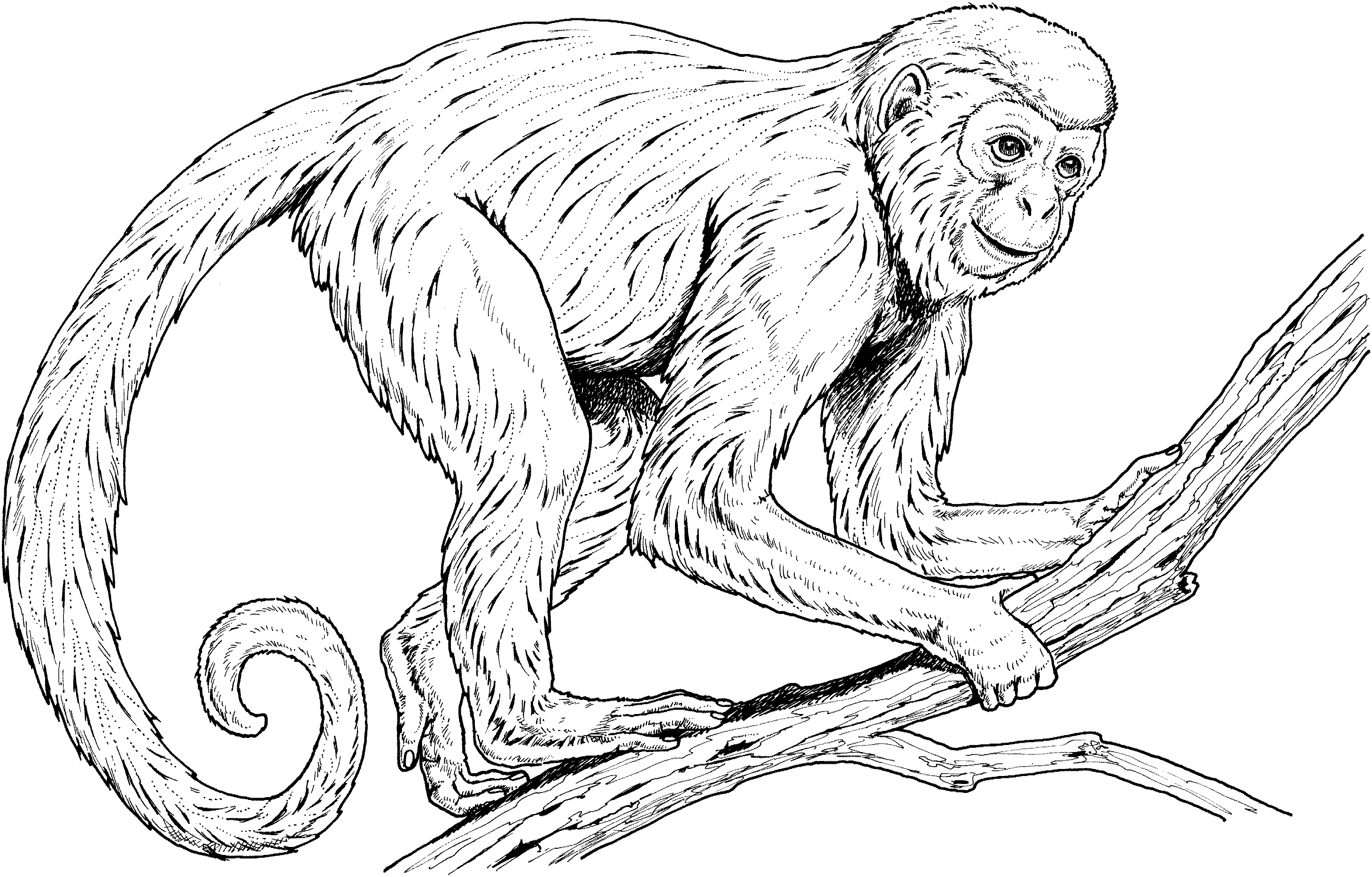 Rainforest Monkey Coloring Page Download & Print Online.