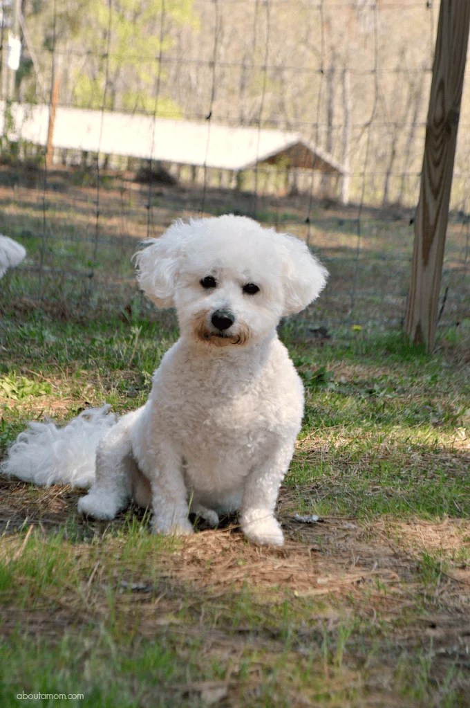 Spring Dog Care Essentials About a Mom