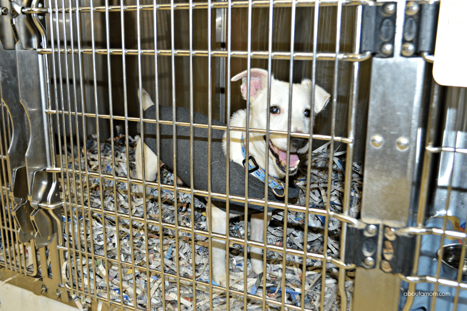 20 Things to Donate to Your Local Animal Shelter About a Mom