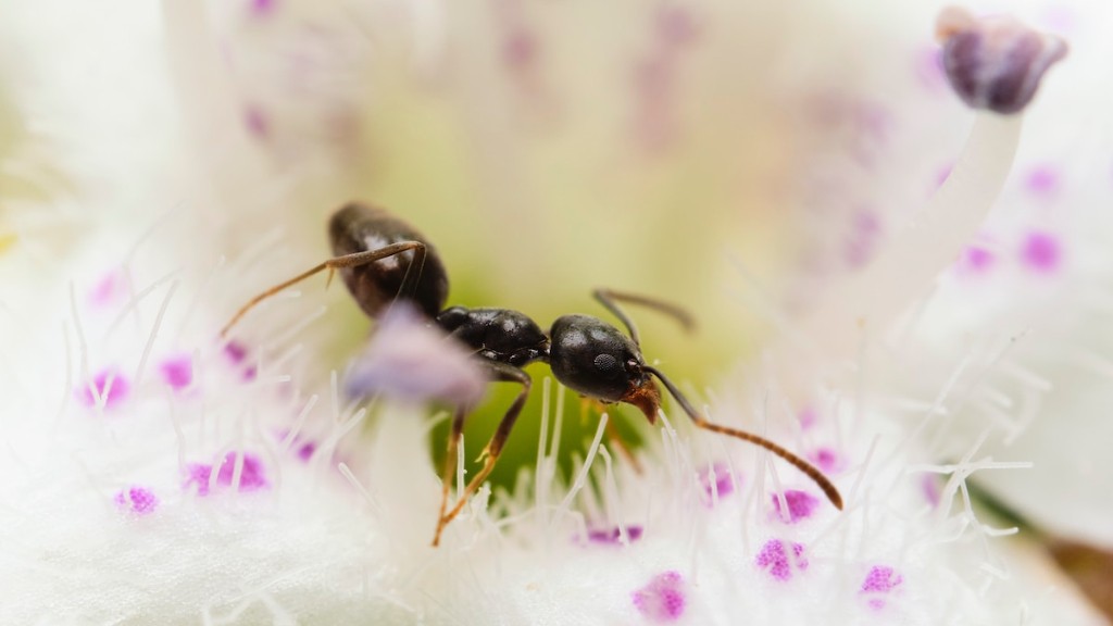 Does Dawn Soap Kill Ants