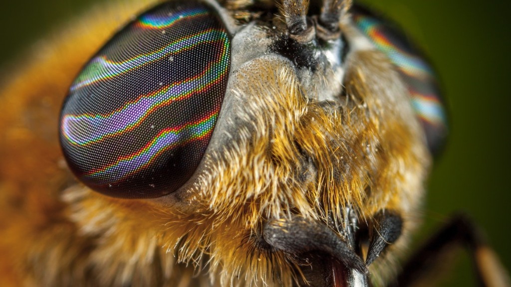 What smell do flies hate the most? - Aboutbugz.com