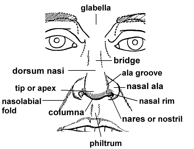 Radiation for Cancer of the Nose