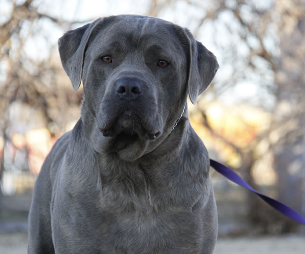 About Time Cane Corso Italiano Breeder of Show, Working, Service, and
