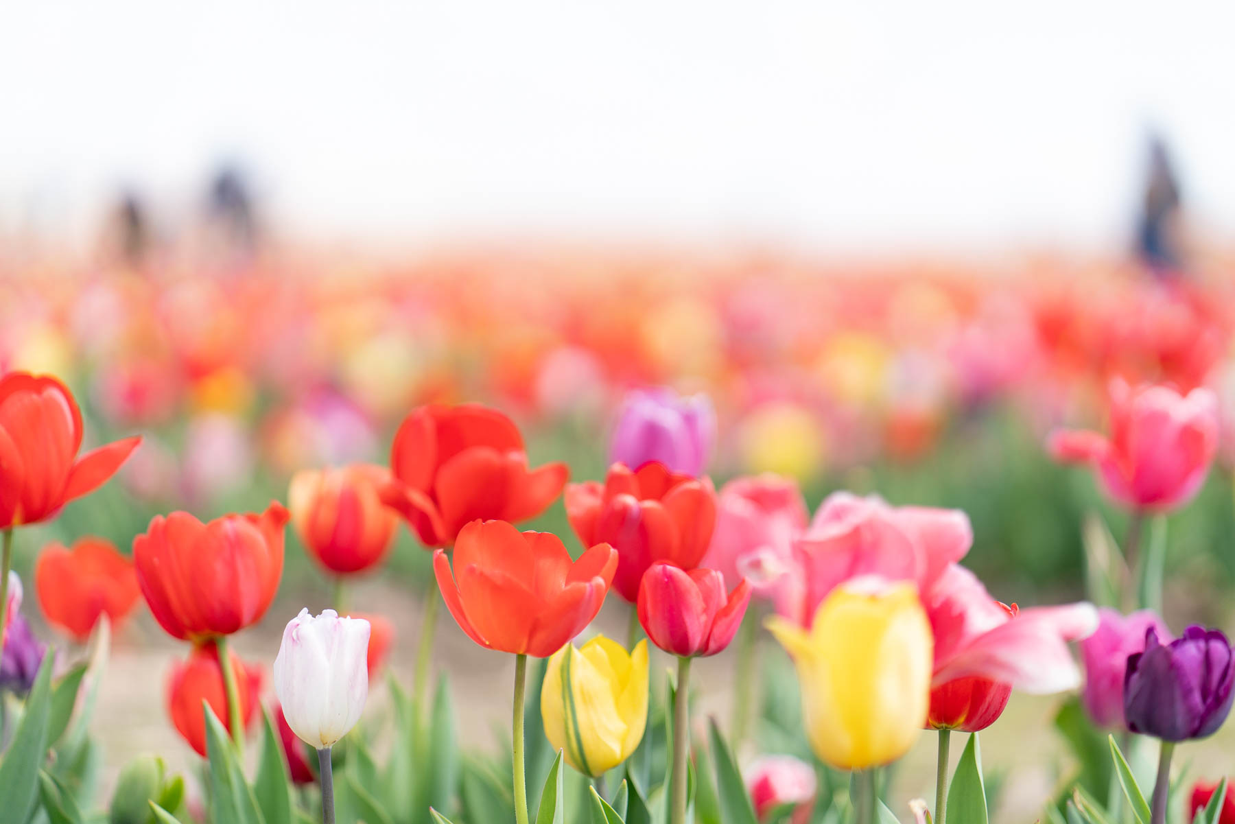 Tulips in Virginia