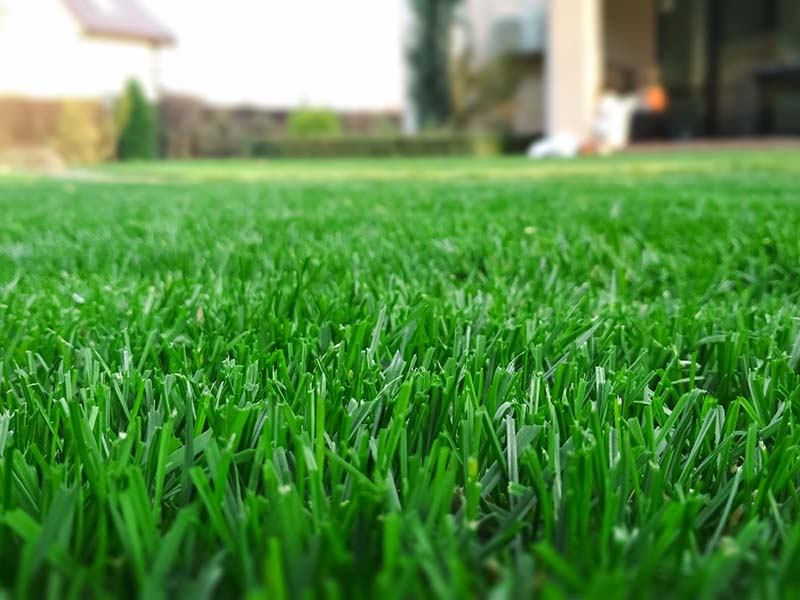 Why PreEmergent is Just One Step of Removing Dallis Grass