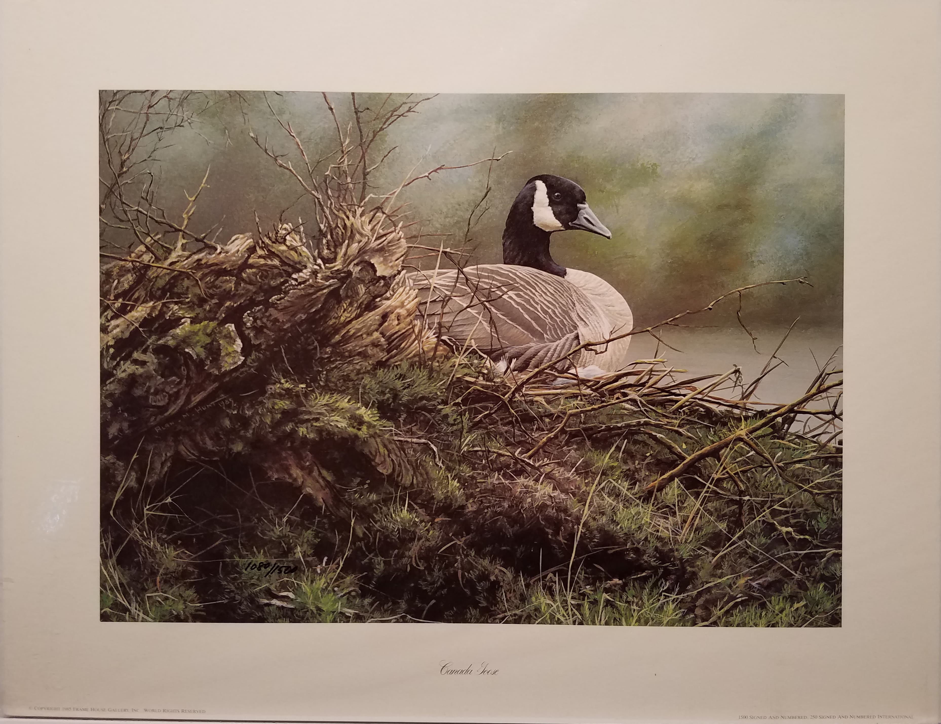 Canada Goose by Alan Hunt Wildlife Prints Abreu Gallery