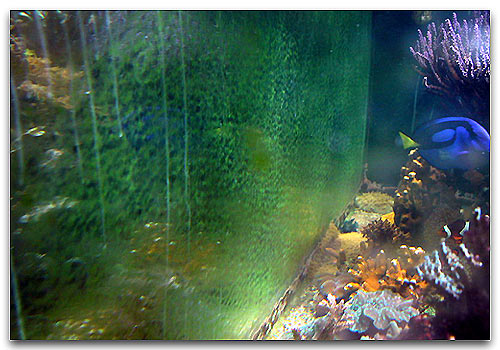 Les algues indésirables, pestes de l’aquarium.