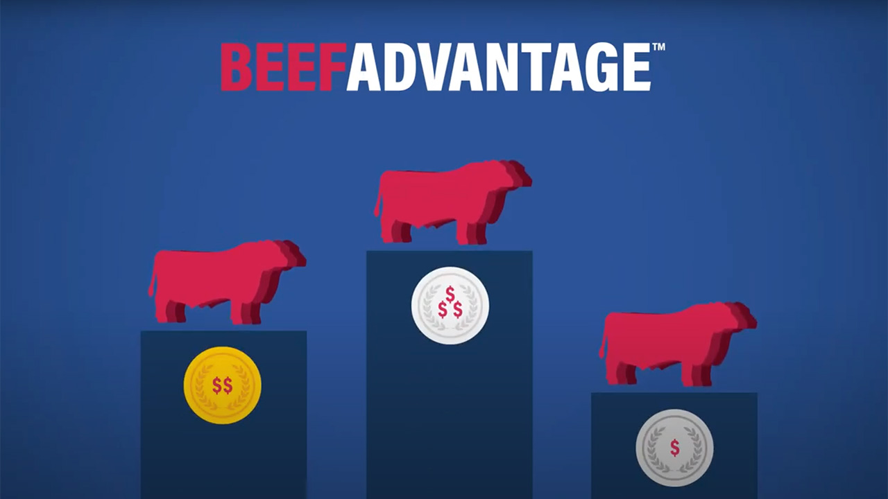 How Do Beef Proven on Dairies Impact the Bottom Line ABS