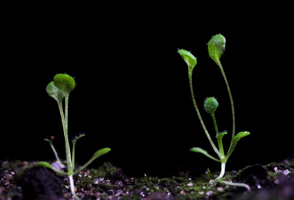 Do plants in Space grow different than on Earth