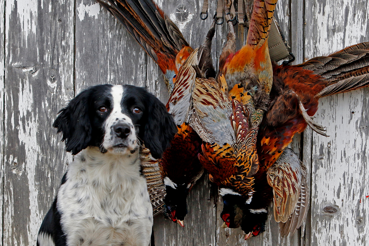North Dakota Guided Pheasant Hunts Absolute Gun Dogs