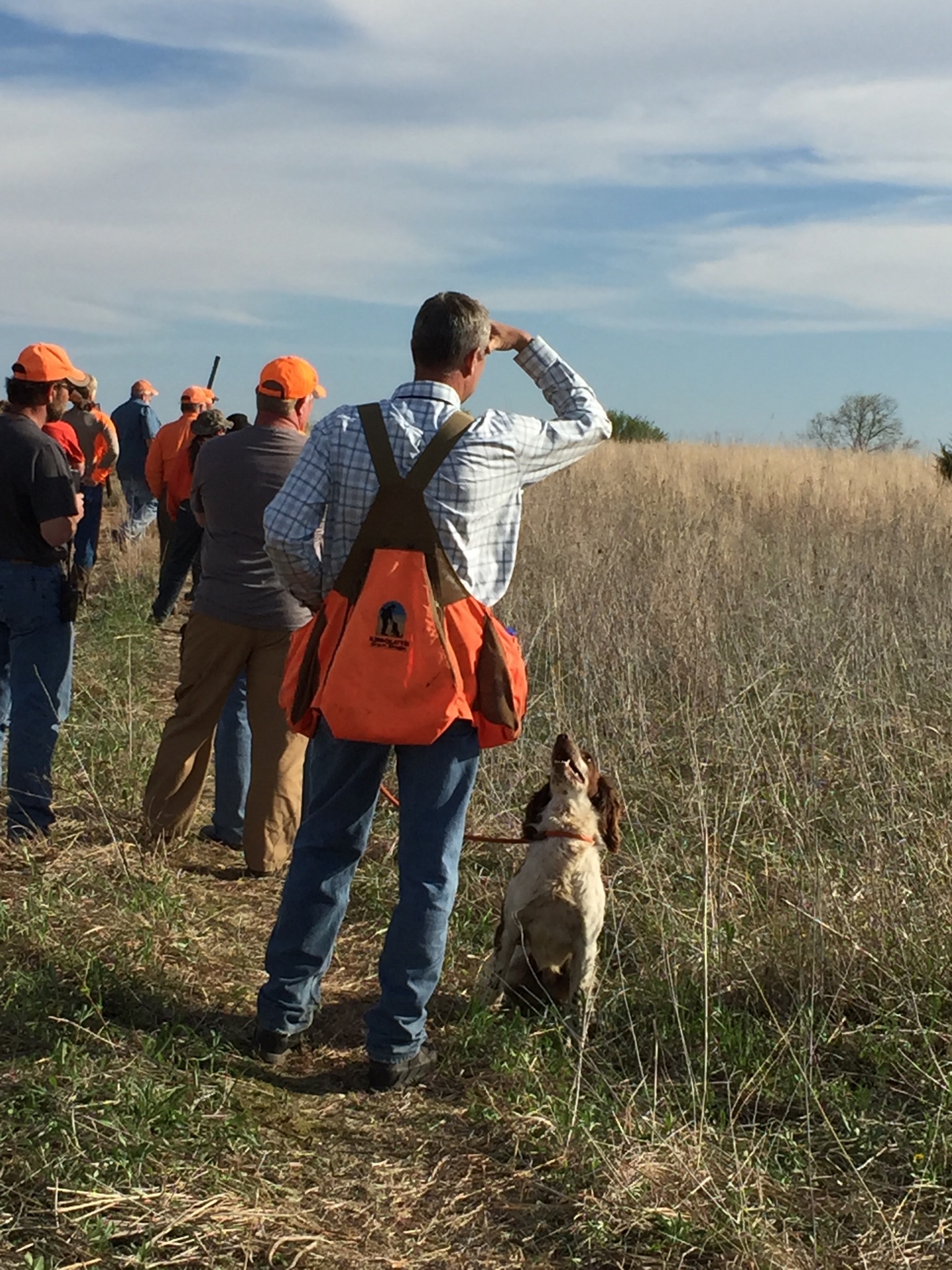 English Springer Spaniel breeder in Midwest Absolute Gun