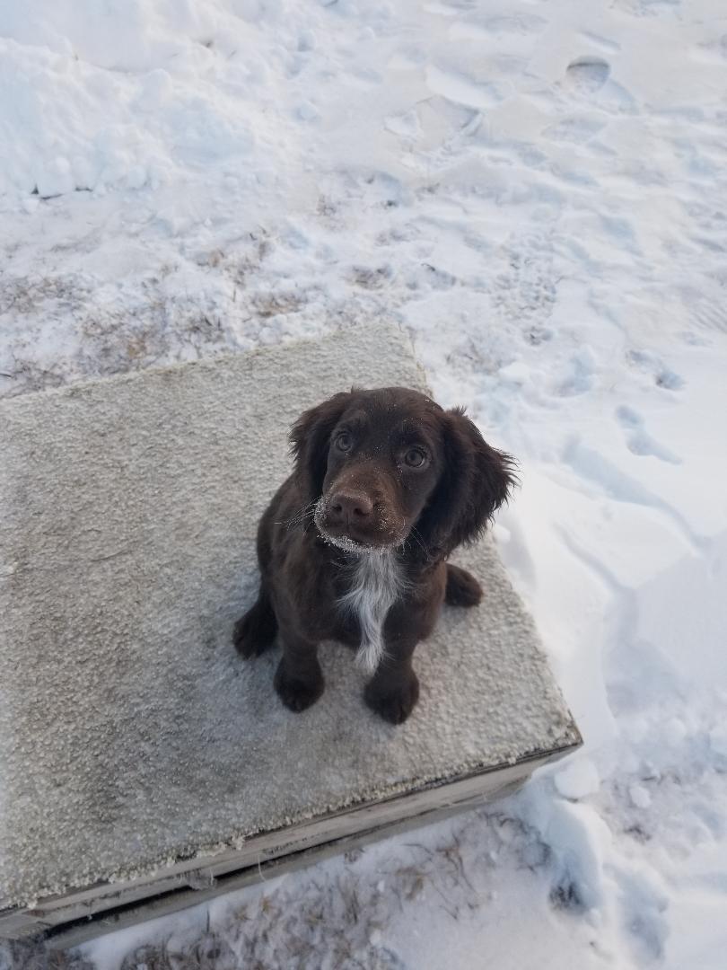 English Springer Spaniel breeder in Midwest Absolute Gun