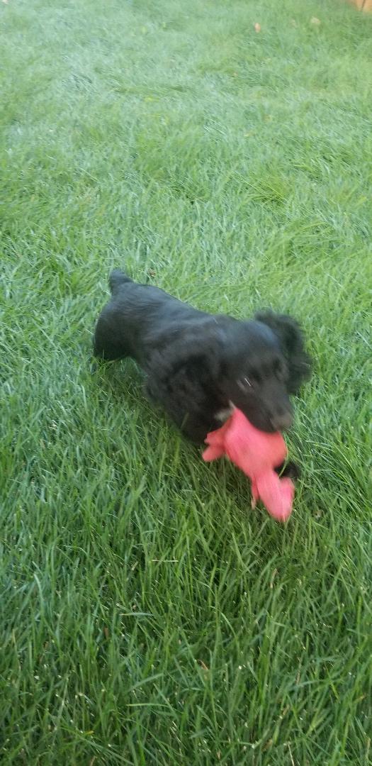 Gun Dogs For Sale Absolute Gun Dogs