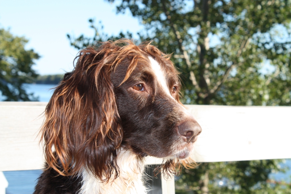 Gun Dogs For Sale Absolute Gun Dogs