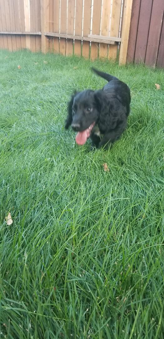 Gun Dogs For Sale Absolute Gun Dogs