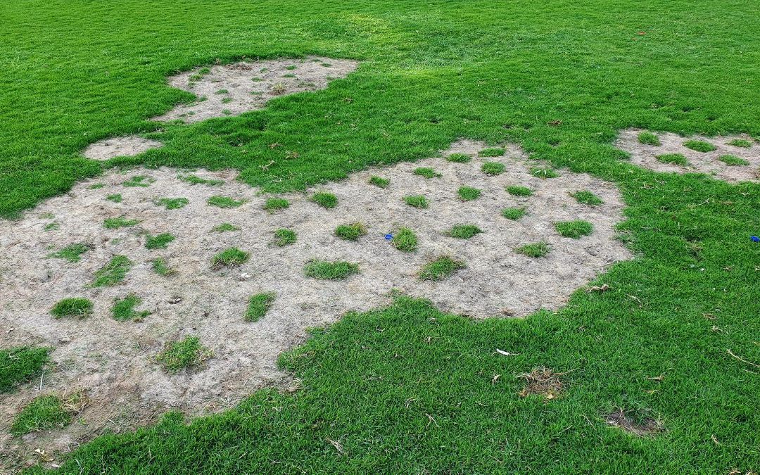 How To Revive Your Lawn from Dry Patches