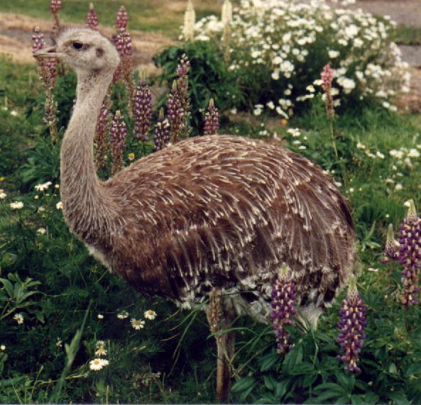 Animales autóctonos de Uruguay