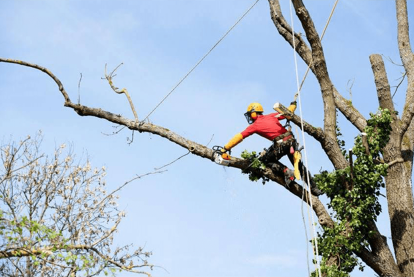 Tree Services Perth AB Trees Services Provide AB Trees