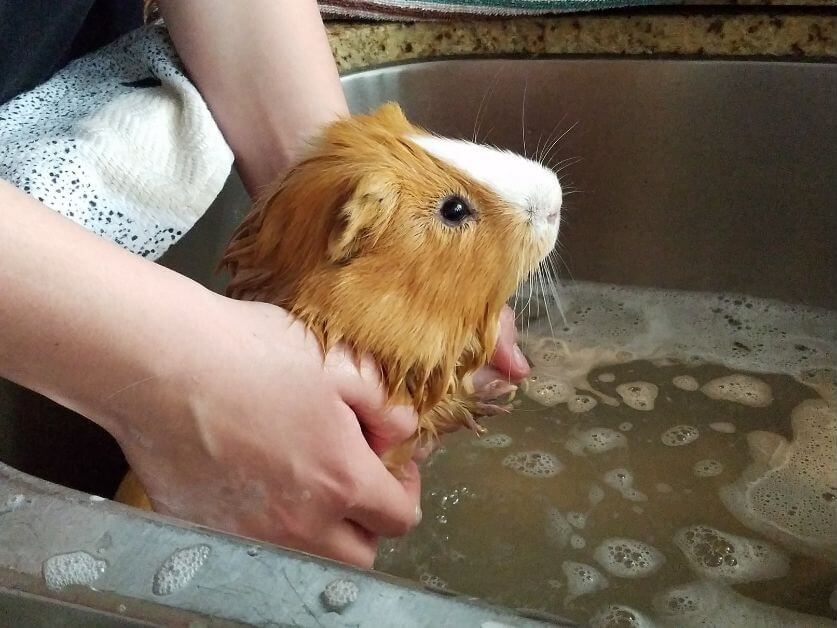 How to Give a Guinea Pig a Bath Guinea Pig Tips