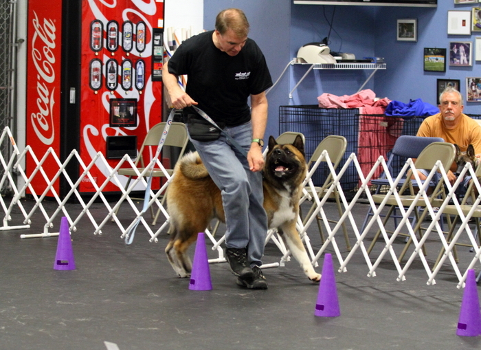 Rally Obedience at the Academy of Dog Training and Agility / Swimming