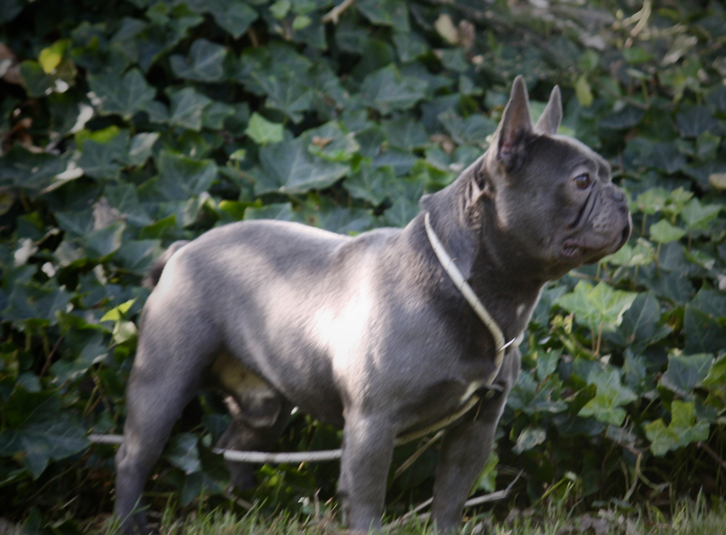 Franse Bulldogs Pups Te Koop Bulldog Te Koop | Acantus Rashondenfokkerij | Oudenburg