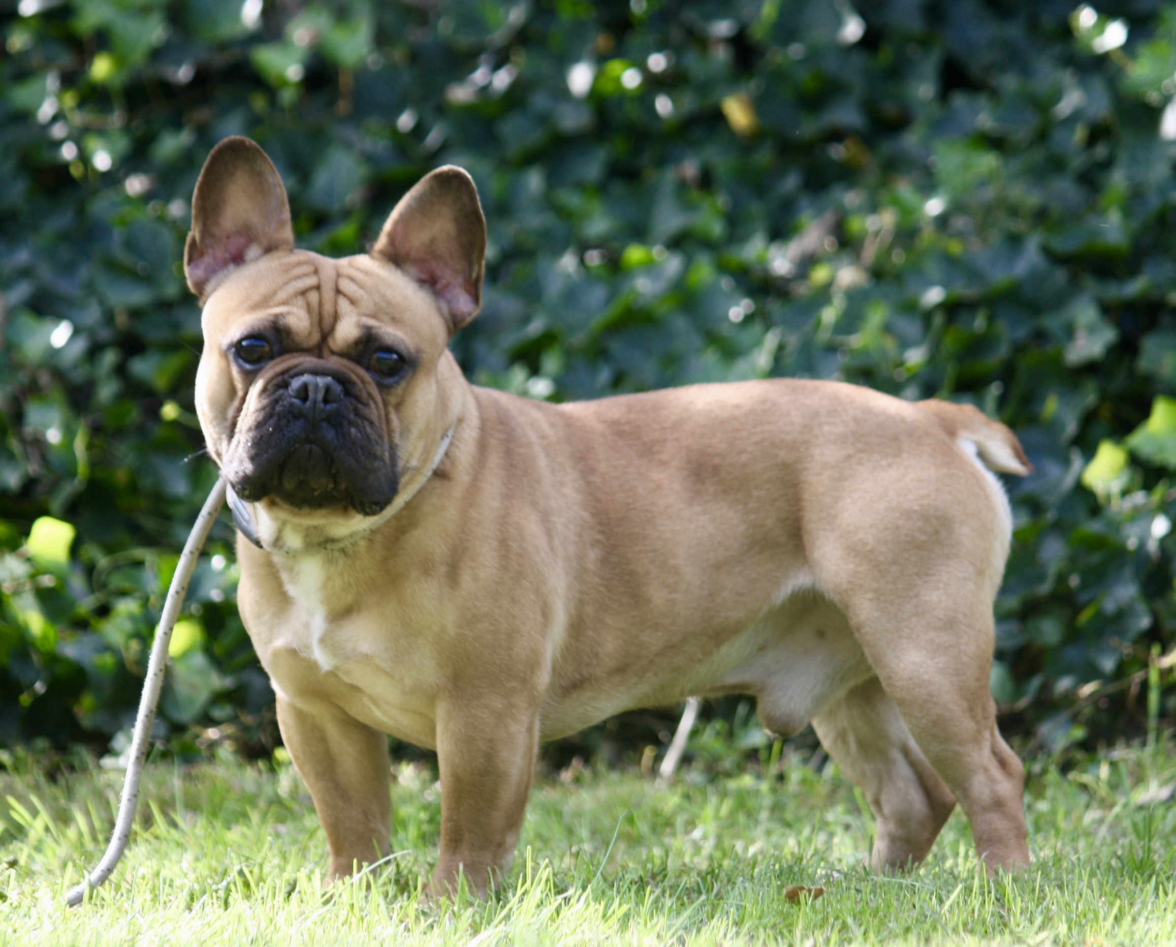 Franse Bulldogs Pups Te Koop Bulldog Te Koop | Acantus Rashondenfokkerij | Oudenburg