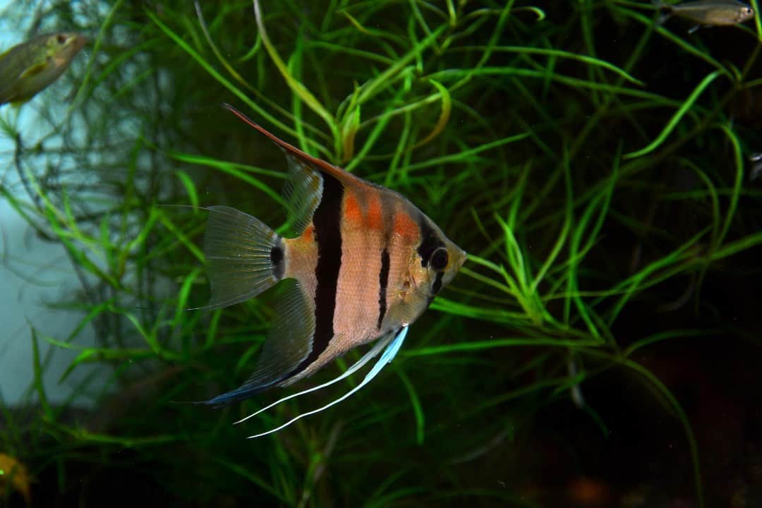 How Often Do Angelfish Lay Eggs? & Eggs Stages